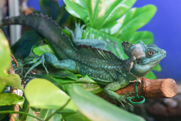 Basiliscus basiliscus,  Basiliscus plumifrons. A large green Helmet-bearing Basilisk sits on a tree branch in a terrarium. Basilisk shedding its skin, scales, shed.