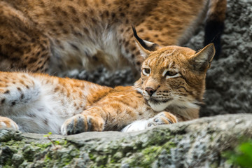 Naklejka na ściany i meble Eurasian lynx in Moscow zoo