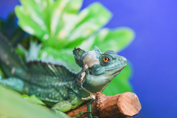 Basiliscus basiliscus,  Basiliscus plumifrons. A large green Helmet-bearing Basilisk sits on a tree branch in a terrarium. Basilisk shedding its skin, scales, shed.