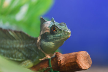 Basiliscus basiliscus,  Basiliscus plumifrons. A large green Helmet-bearing Basilisk sits on a tree branch in a terrarium. Basilisk shedding its skin, scales, shed.