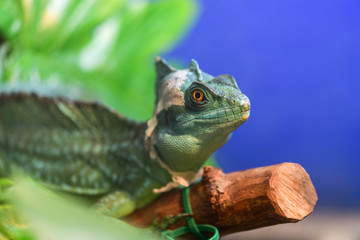 Basiliscus basiliscus,  Basiliscus plumifrons. A large green Helmet-bearing Basilisk sits on a tree branch in a terrarium. Basilisk shedding its skin, scales, shed.