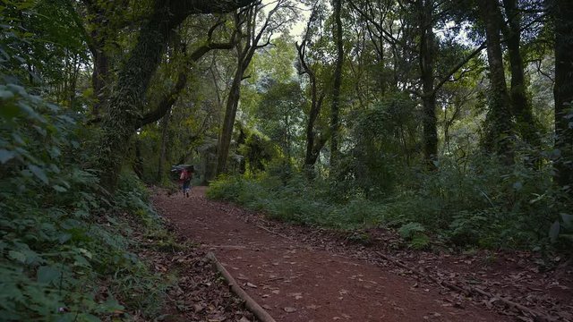 A path through the rainforest of Mount Kilimanjaro