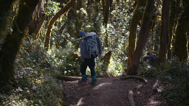 Hiker in the rainforest in Kilimanjaro National Park