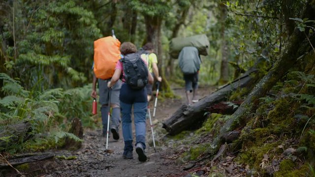 Hikers through the rainforest during the ascent of Mount Kilimanjaro