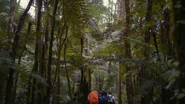 Group of trekkers in the rainforest of Mount Kilimanjaro
