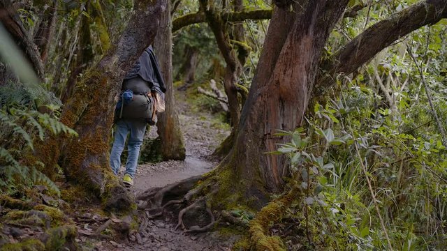 Porter on a path through rainforest during the ascent of Mount Kilimanjaro