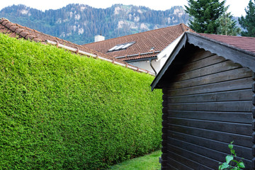 Wooden brown house on a background of hedge thuja and mountains.