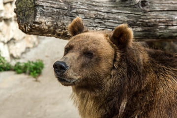 Obraz premium Brown bear (Ursus arctos) portrait in Moscow zoo