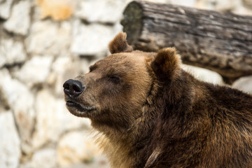 Brown bear (Ursus arctos) portrait in Moscow zoo