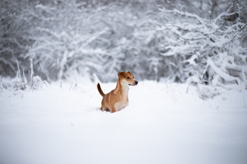 Piesek na wybiegu w lesie © andsko