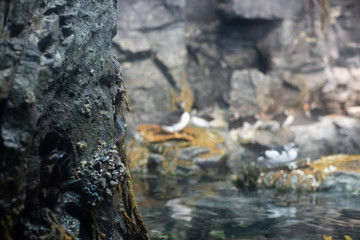 Atlantic puffins and other Arctic birds resting on a rock