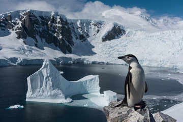 penguin in antarctica © VADIM BALAKIN