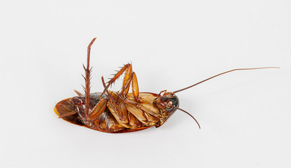 cockroach death on white background.