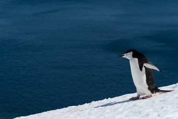 Fototapeta premium chistrap penguin in antarctica