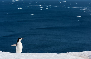 chistrap penguin in antarctica