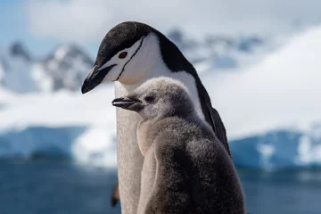 Poster Antarctique Pingouin chistrap avec un poussin antarctique