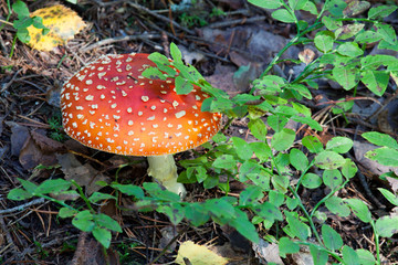 Amanita muscaria mushroom in forest