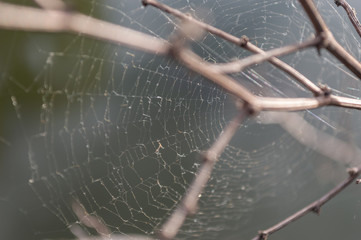 Spider web