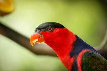 Black capped lory on tree branch