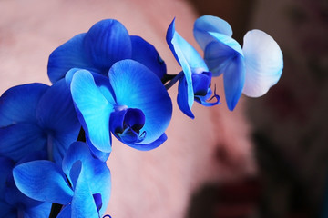 blue beautiful orchid close up