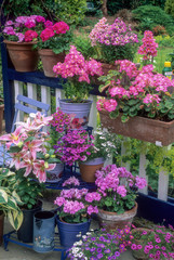 Fototapeta na wymiar Plantes annuelles sur un balcon