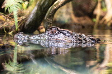 Smooth fronted caiman  in the water