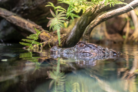 Smooth Fronted Caiman  In The Water