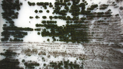 Aerial top view of winter pine forest in snow in day, drone shot