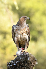 Aguila perdicera con su presa