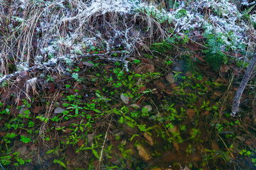 Plants under ice close-up