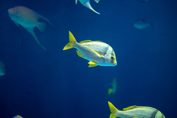 Naklejka premium Porkfish with yellow fins swimming in the sea,