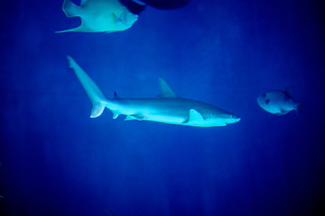 Sandbar shark  swimming in the dark of the ocean