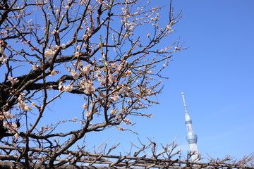 日本　亀戸の風景