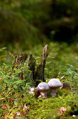 Natural mushroom in the forest