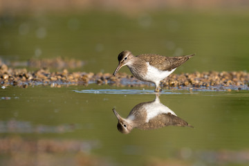 common sandpiper wading with nice reflection