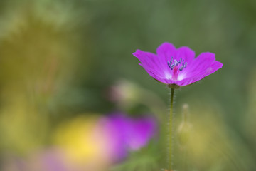 pink flower in a field of flowers isolated