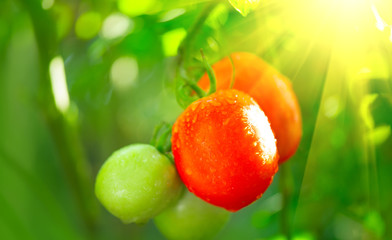 Ripe natural tomatoes ready for the harvesting. Growing organic tomato on a branch closeup. Gardening concept