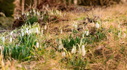 Schneegl&ouml;ckchen in der Natur, nat&uuml;rlich, Landschaft