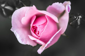 blossom of a rose monochrome