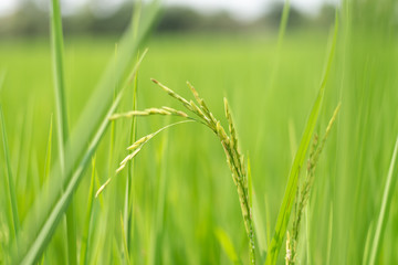 Green rice fields
