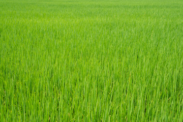 Green rice fields
