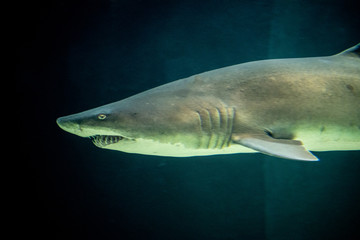 Naklejka premium Defiant sand tiger shark in the ocean