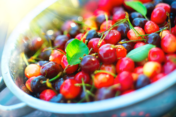 Cherry. Fresh ripe cherries closeup. Organic berries background. Gardening concept
