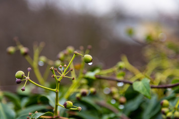 Fruits and branches of a shrub plant with water drops in Prague