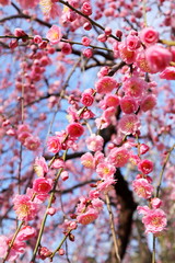 日本　亀戸の風景