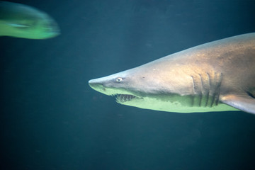 Obraz na płótnie Canvas Defiant sand tiger shark in the ocean
