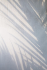 Abstract background of palm leaves shadow on white wall.