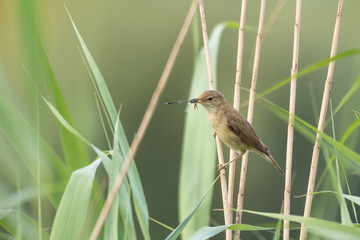 eurasian reed warbler with a dragonfly as prey