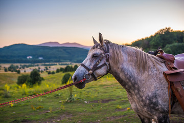 Obraz na płótnie Canvas Horse portrait in front of the mountain
