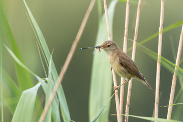 eurasian reed warbler with a dragonfly as prey